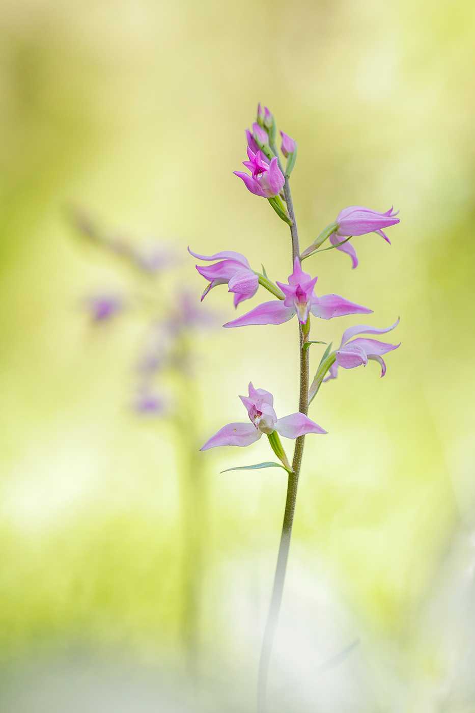 Rotes Waldvöglein (Cephalanthera rubra)