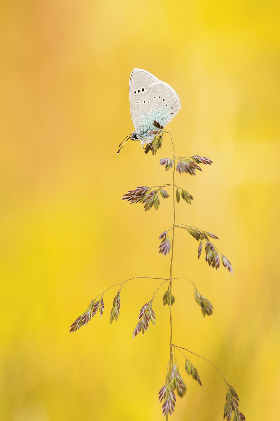 Rotklee-Bläuling (Polyommatus semiargus)