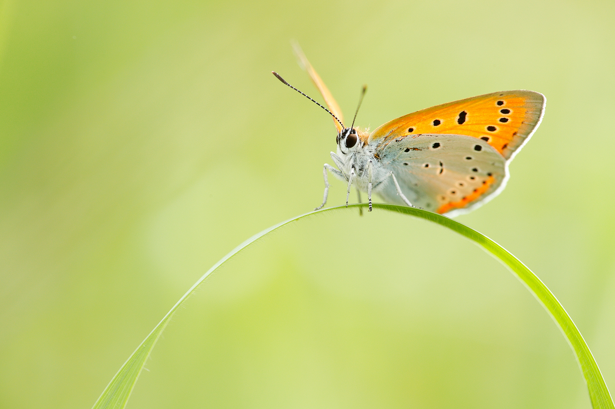 Großer Feuerfalter (Lycaena dispar)