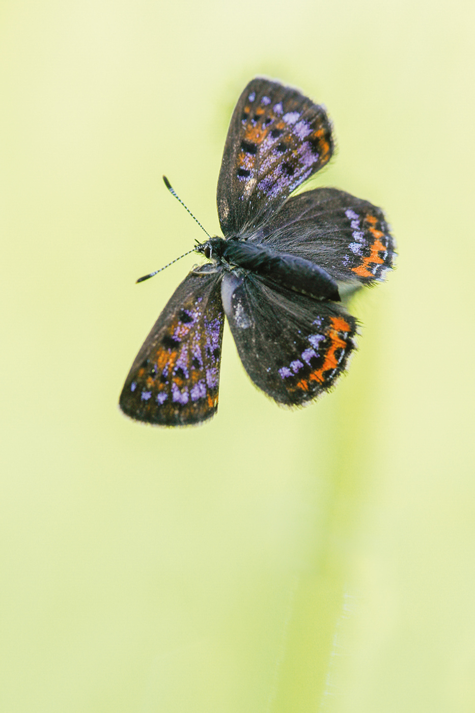 Blauschillernder Feuerfalter (Lycaena helle)