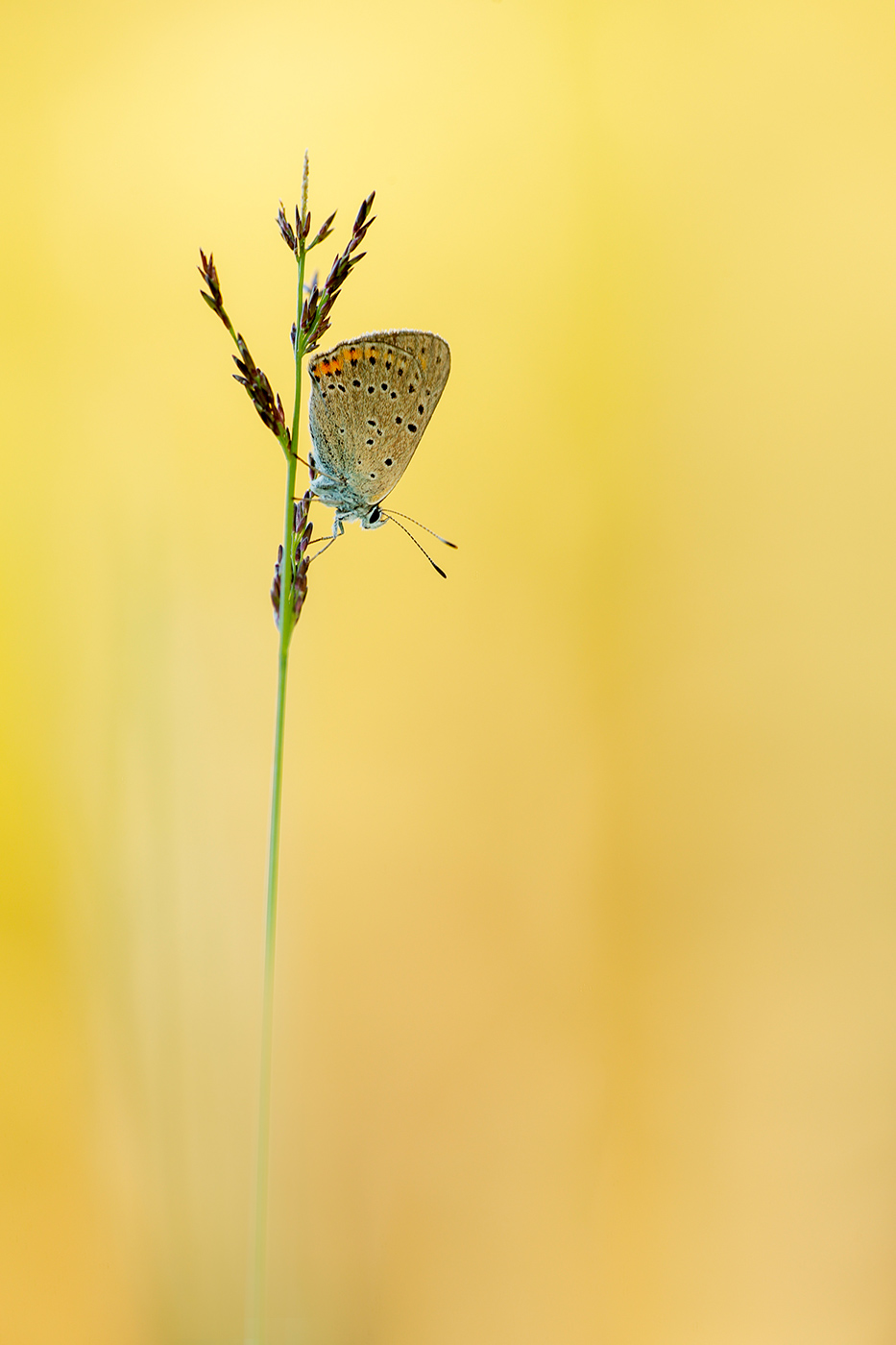 Lilagold-Feuerfalter (Lycaena hippothoe)