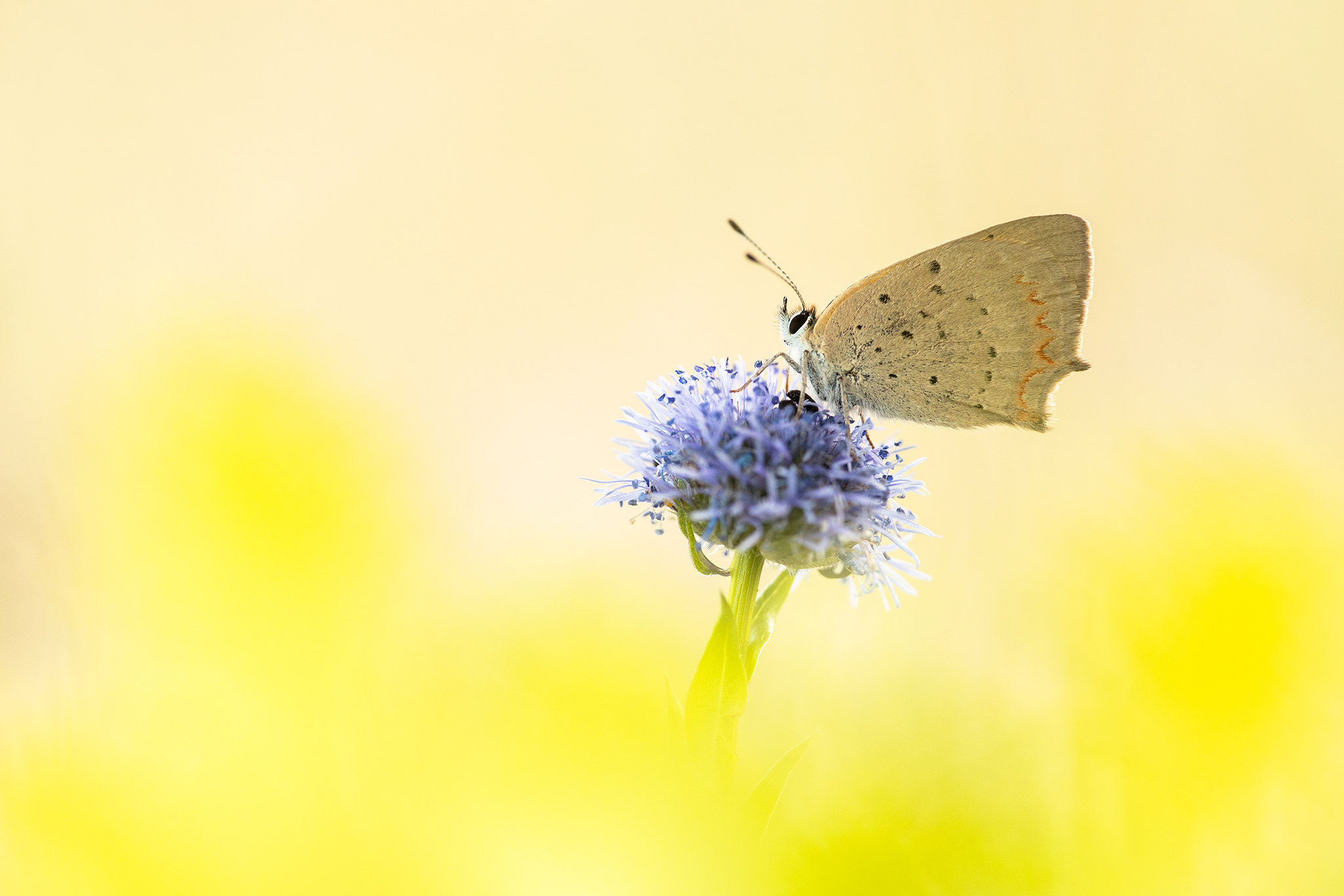 Kleiner Feuerfalter (Lycaena phlaeas)