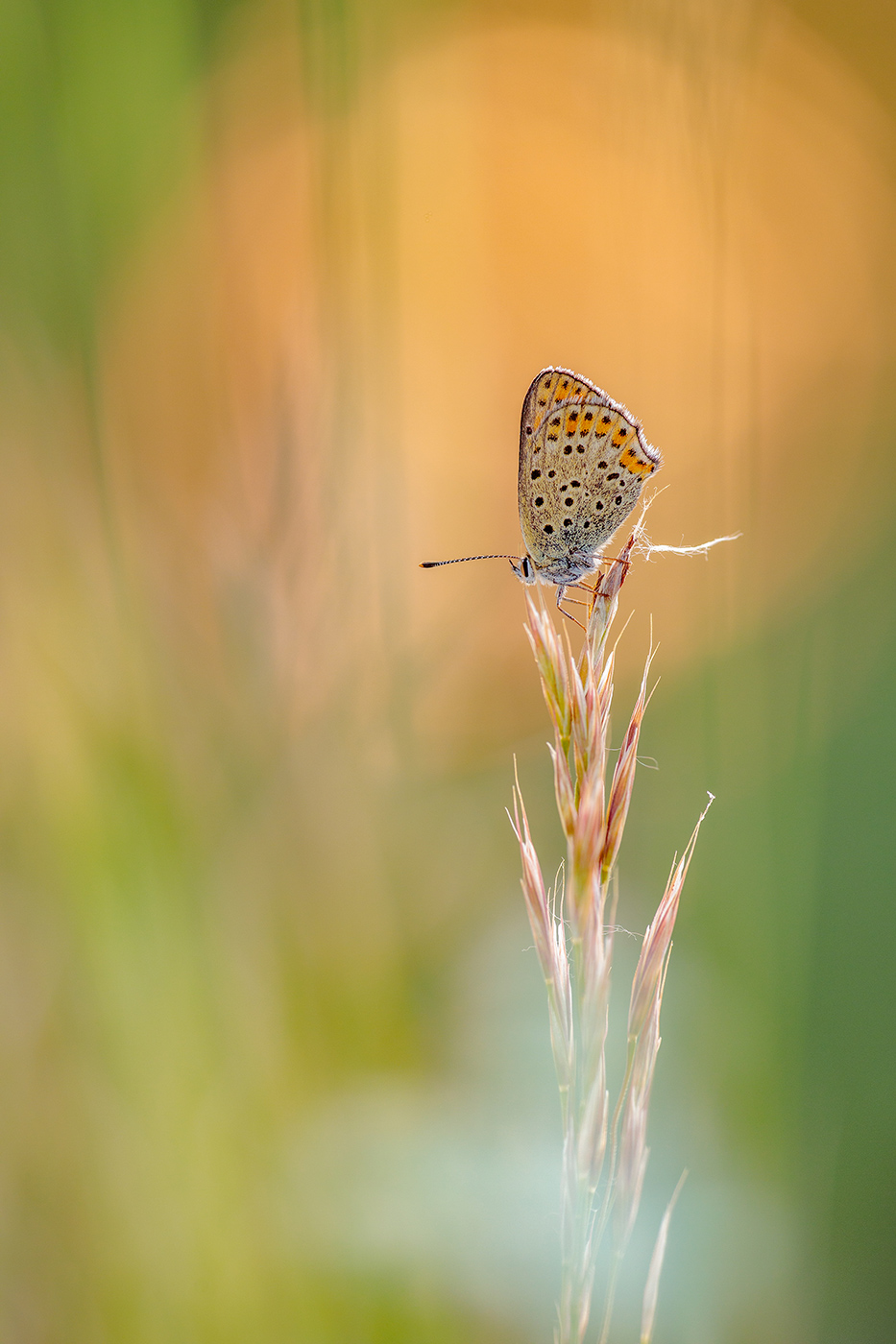 Brauner Feuerfalter (Lycaena tityrus)