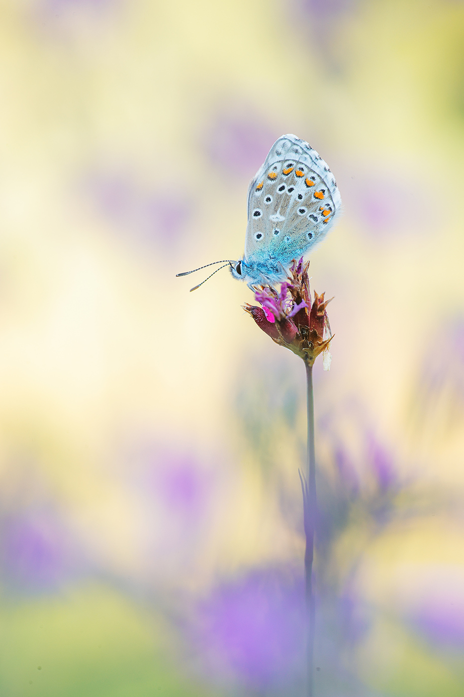 Himmelblauer Bläuling (Lysandra bellargus)