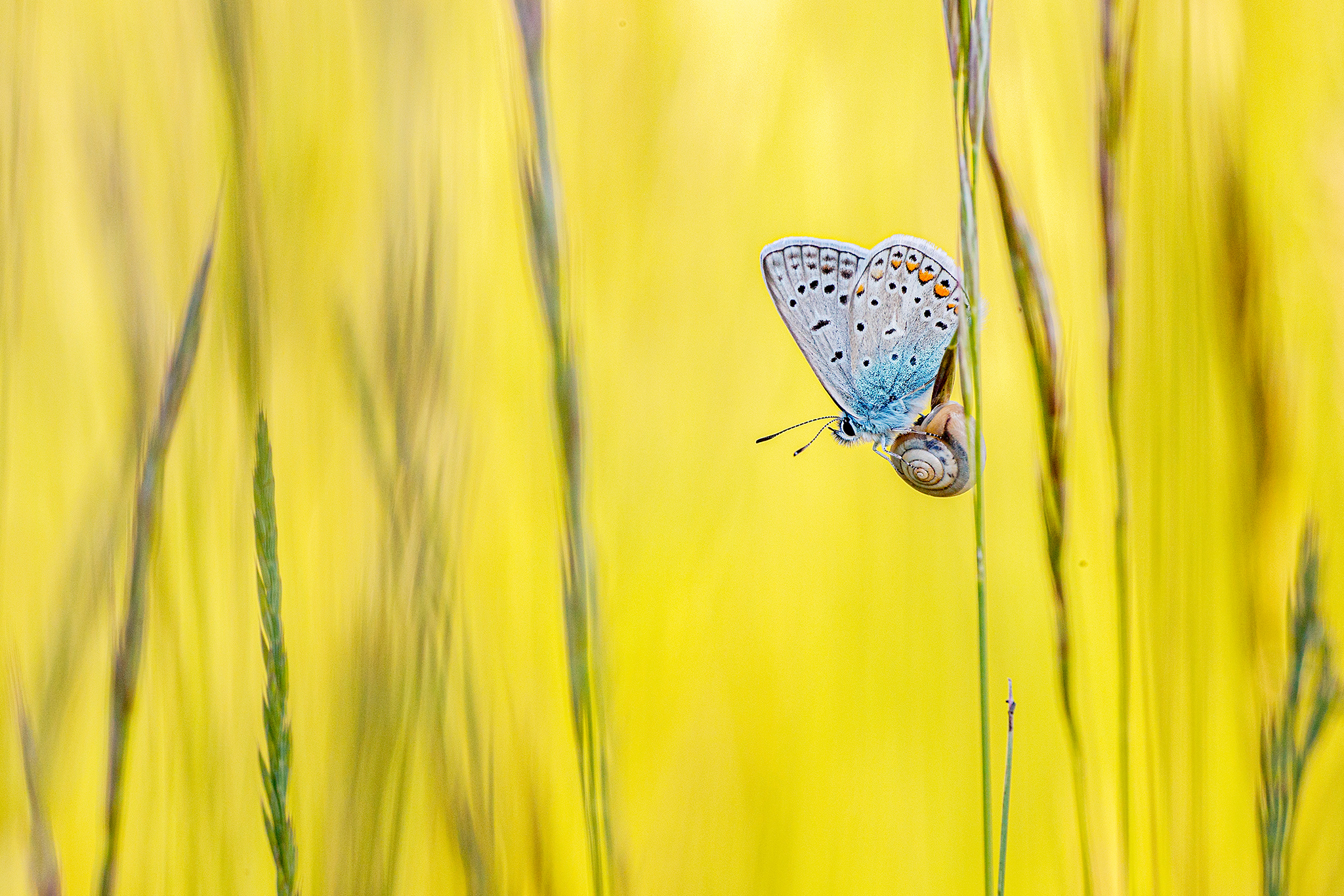 Hauhechel-Bläuling (Polyommatus icarus)