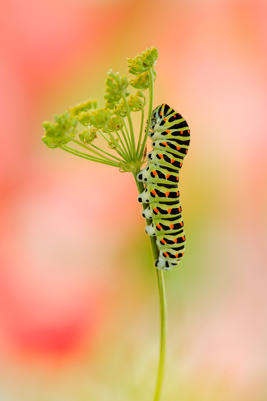 Schwalbenschwanz (Papilio machaon) - Raupe