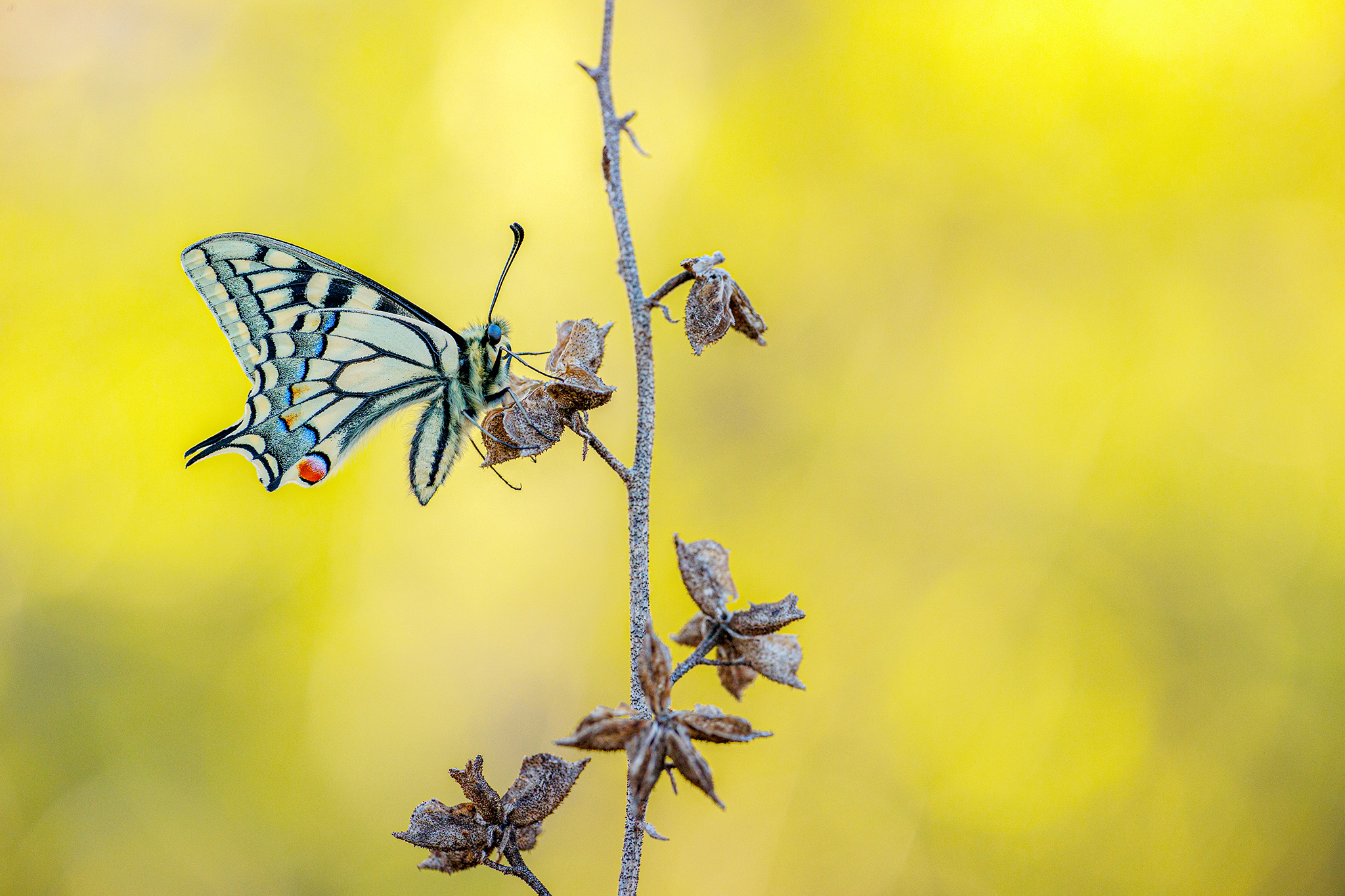 Schwalbenschwanz (Papilio machaon)