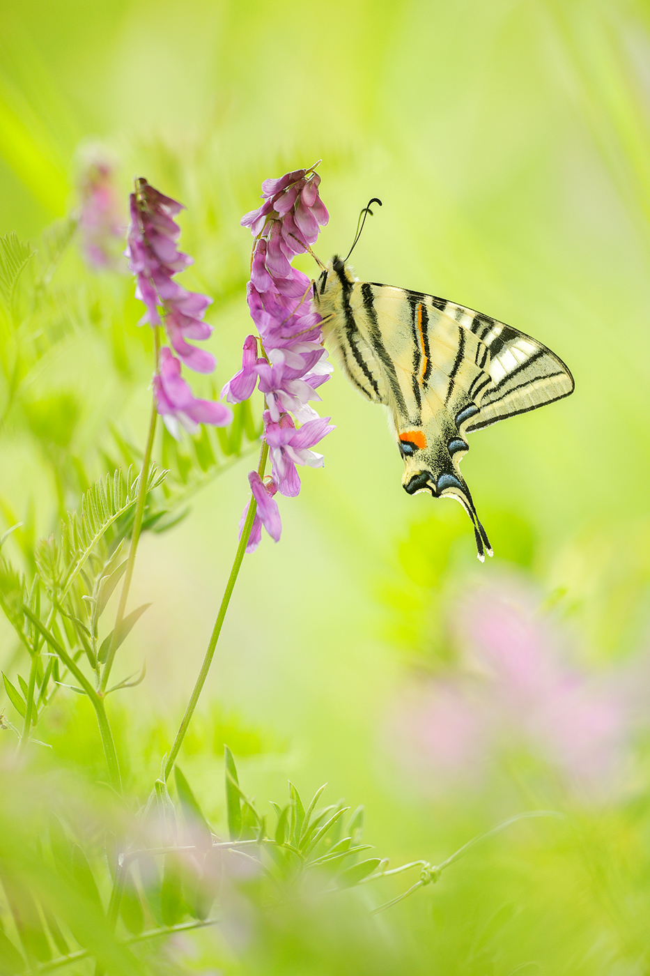 Segelfalter / Iphiclides podalirius