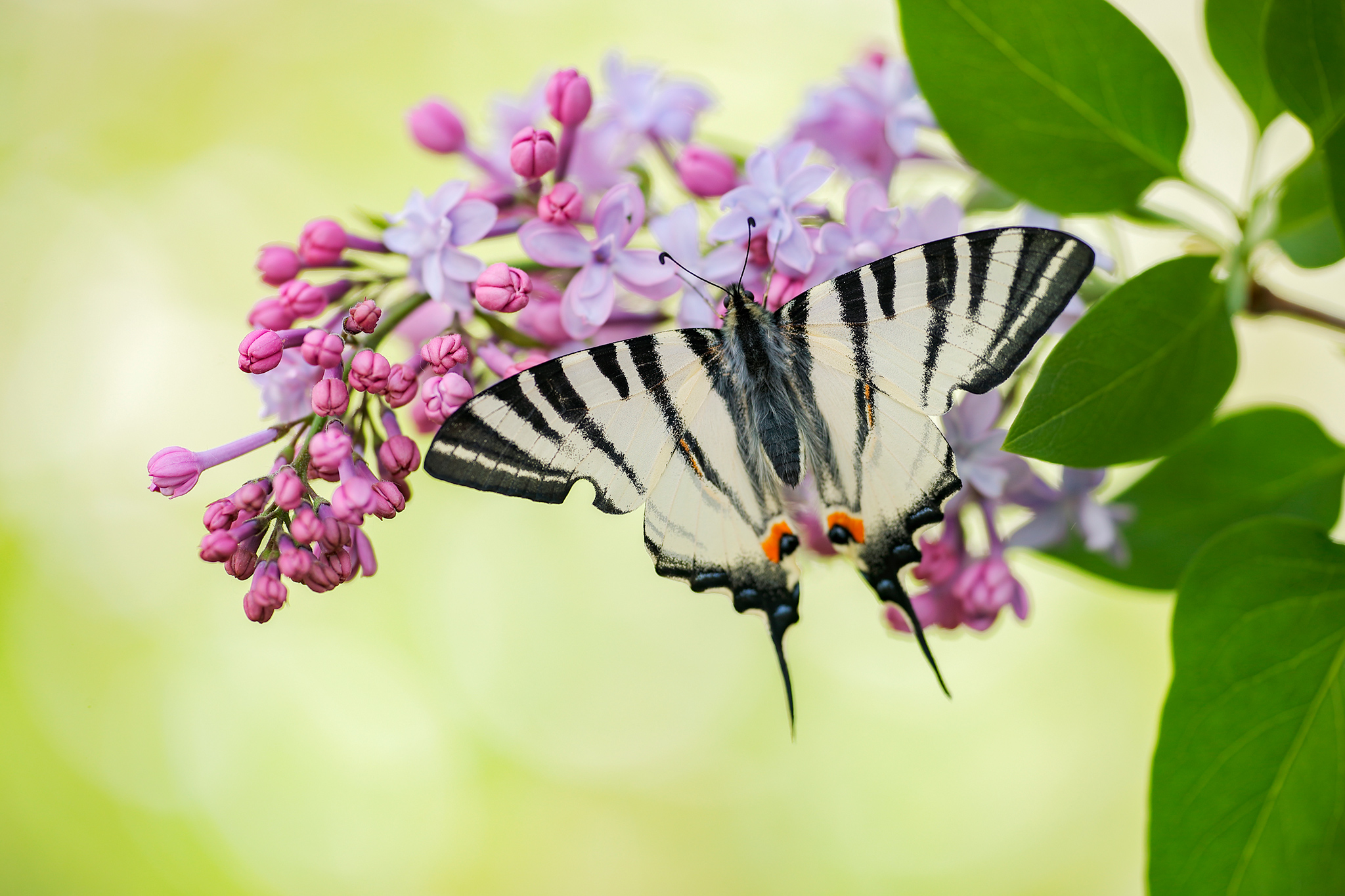 Segelfalter / Iphiclides podalirius