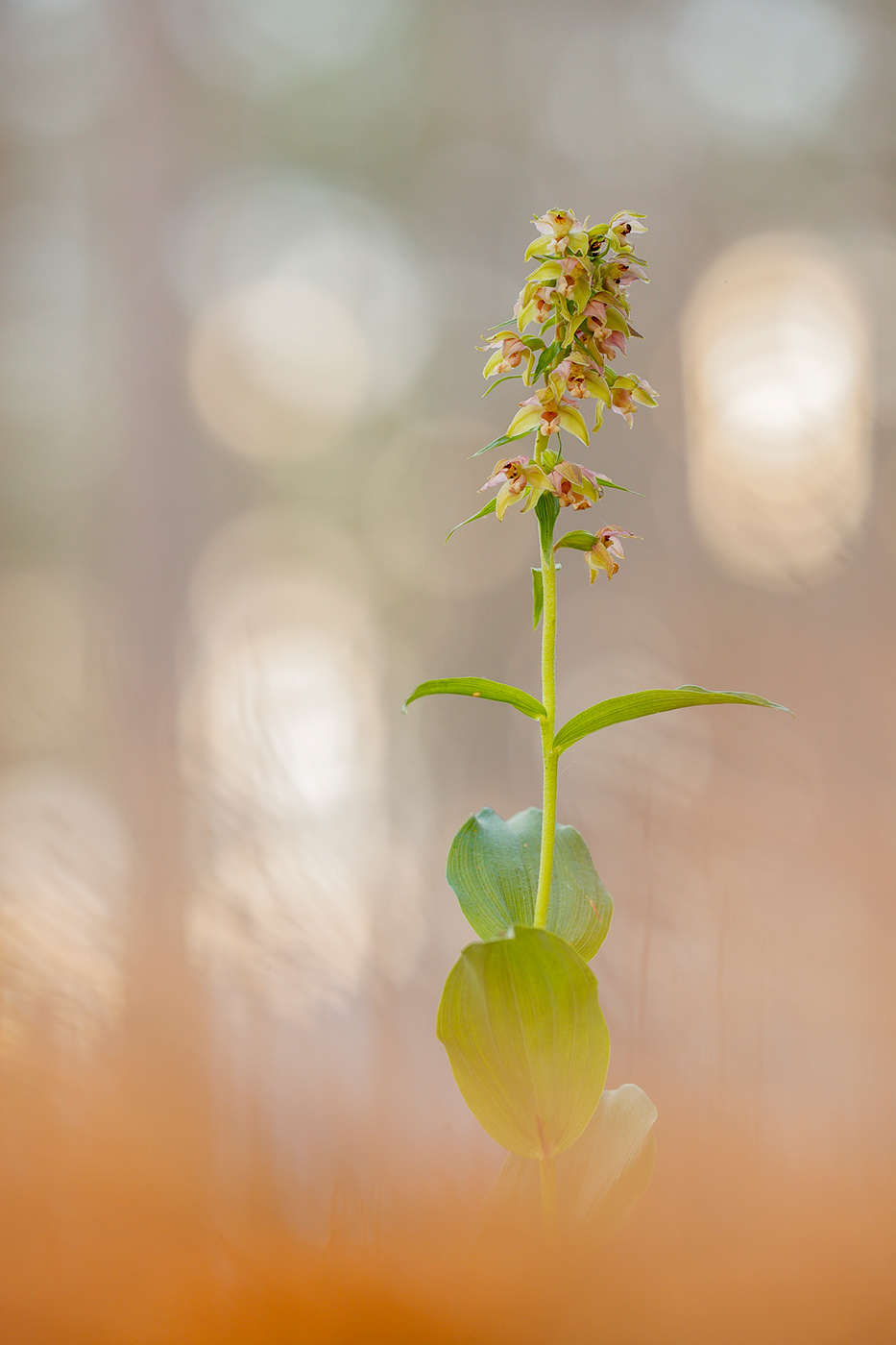 Kurzblättrige Stendelwurz (Epipactis distans)