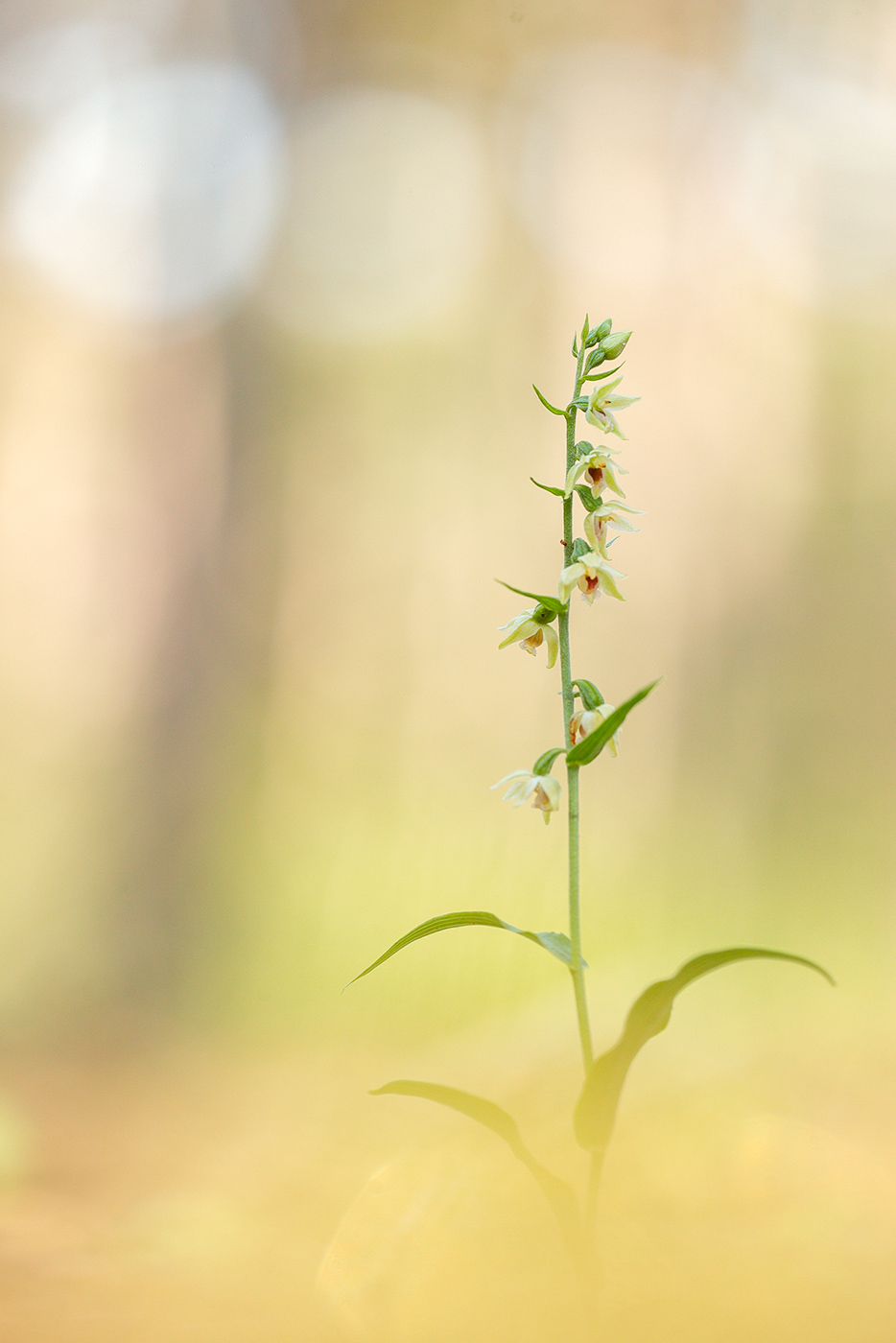 Müllers Stendelwurz (Epipactis muelleri)