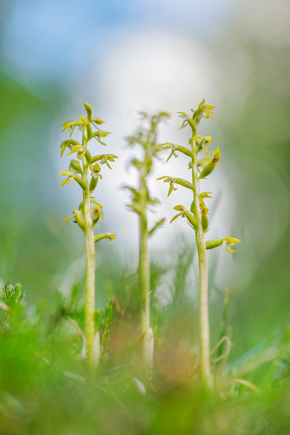 Korallenwurz (Corallorhiza trifida)