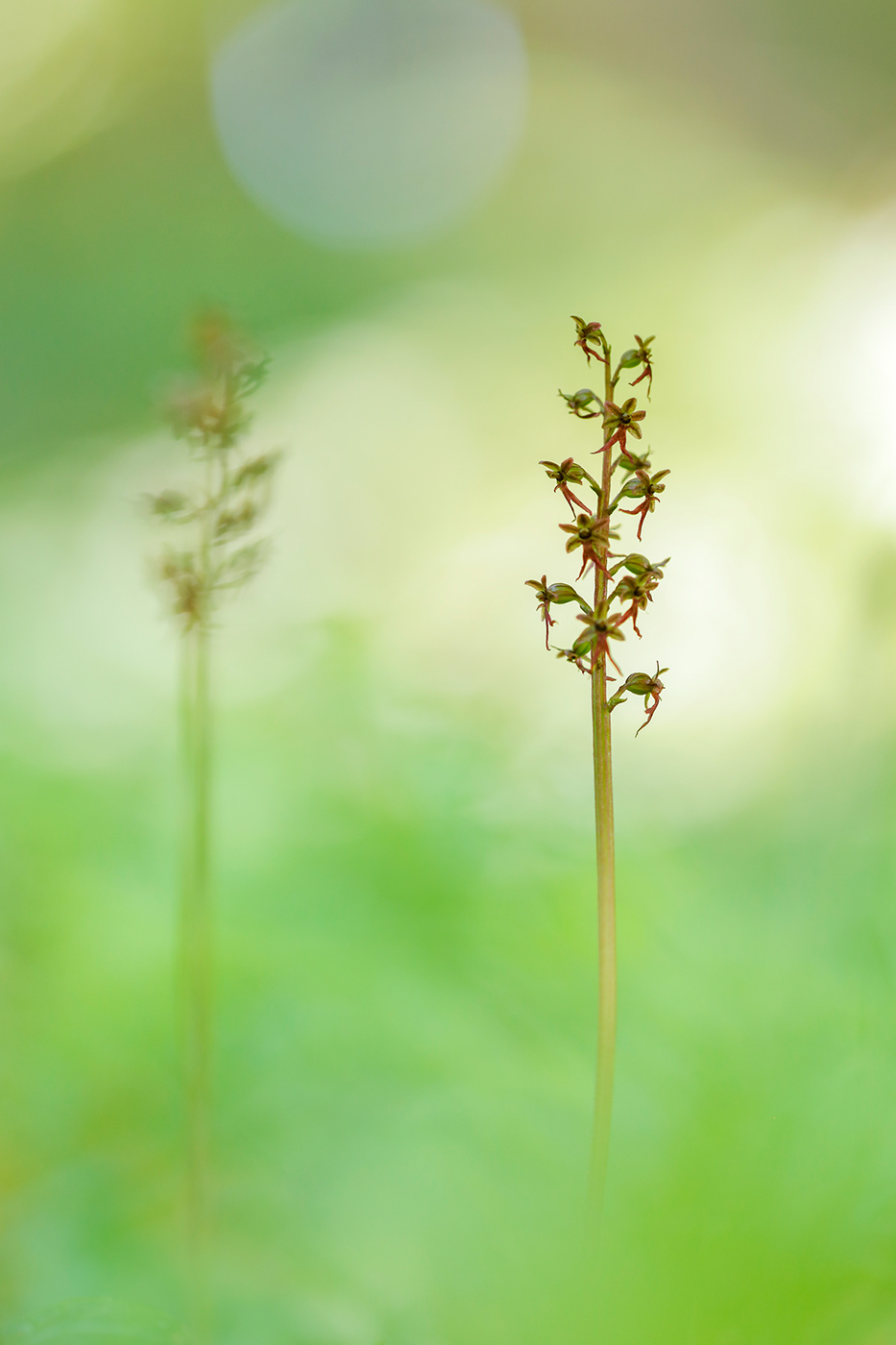 Herzblättriges Zweiblatt (Listera cordata)