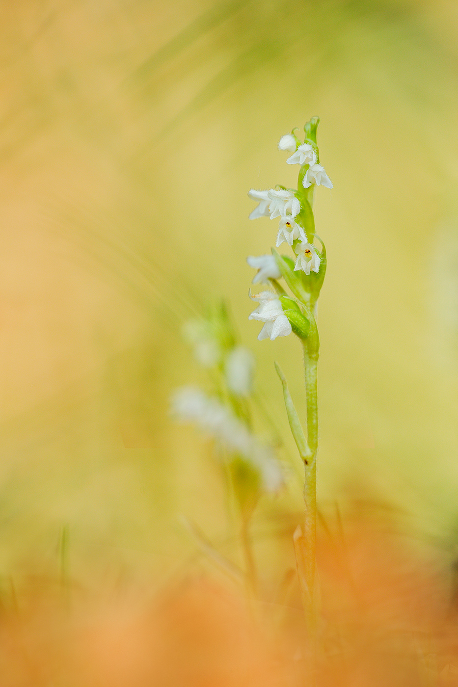 Kriechendes Netzblatt (Goodyera repens)