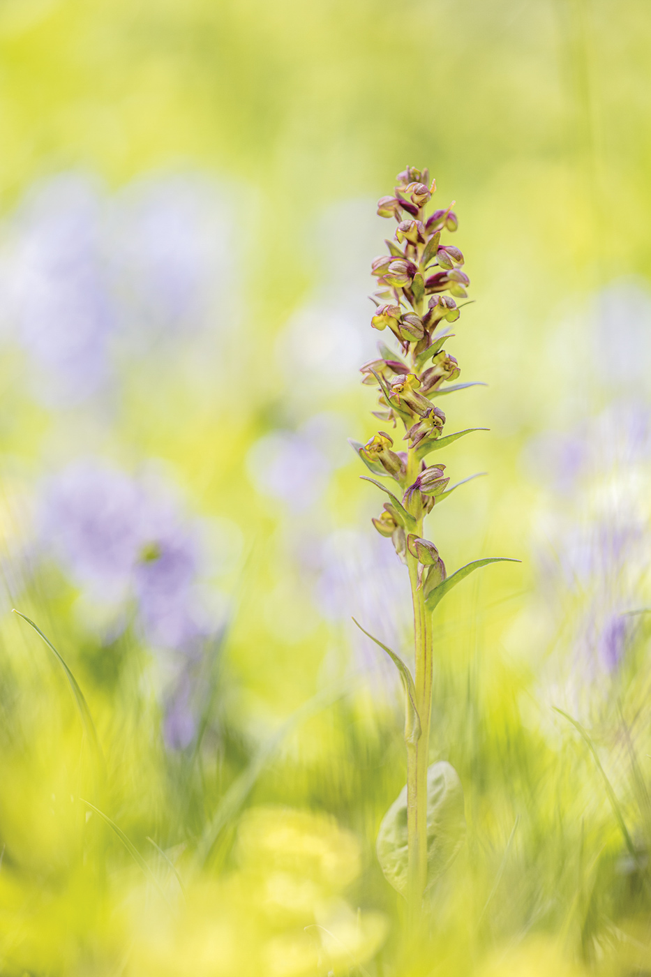 Grüne Hohlzunge (Dactylorhiza viride)