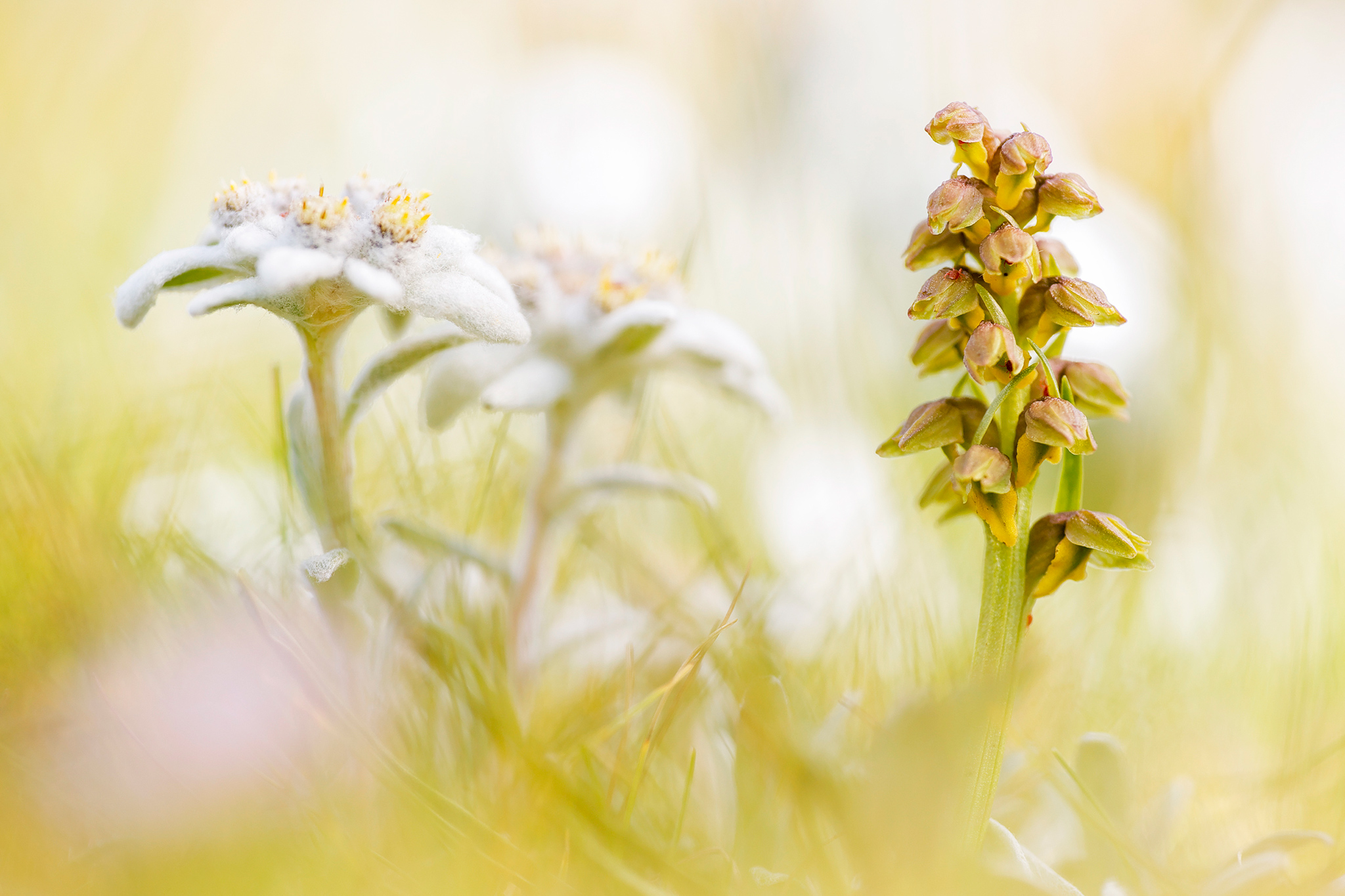 Zwergstendel (Chamorchis alpina) mit Edelweiß