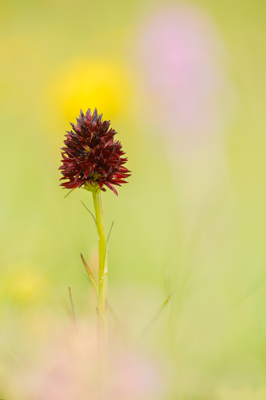 Gewöhnliches Kohlröschen (Nigritella rhellicani)