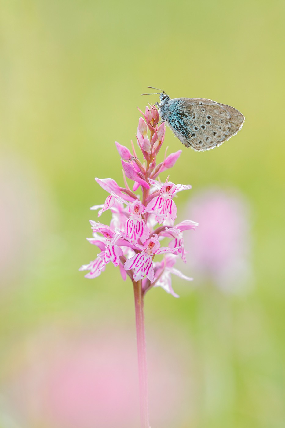 Thymian-Ameisenbläuling (Maculinea arion)