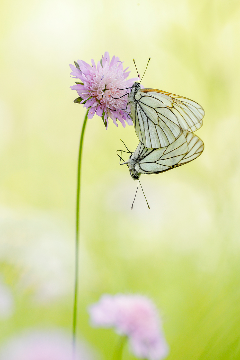 Baum-Weißling (Aporia crataegi)