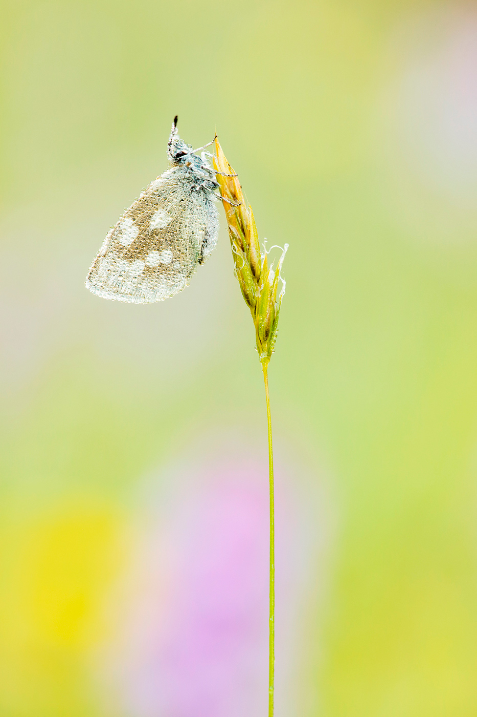 Heller Alpenbläuling (Agriades orbitulus)