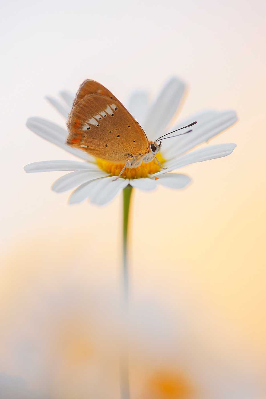 Dukaten-Feuerfalter (Lycaena virgaureae)