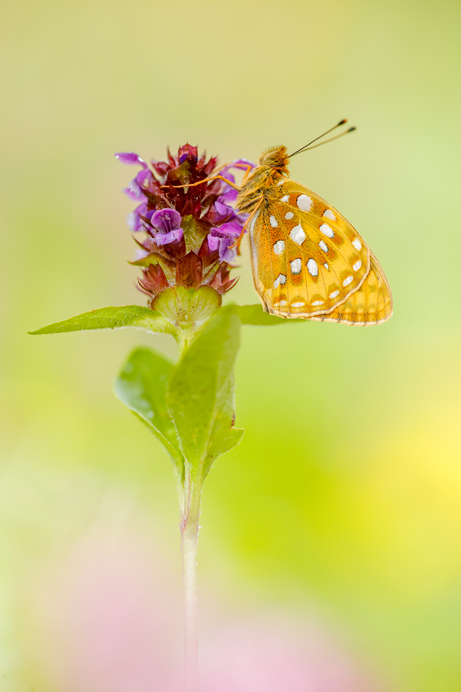 Großer Perlmuttfalter (Speyeria aglaja)