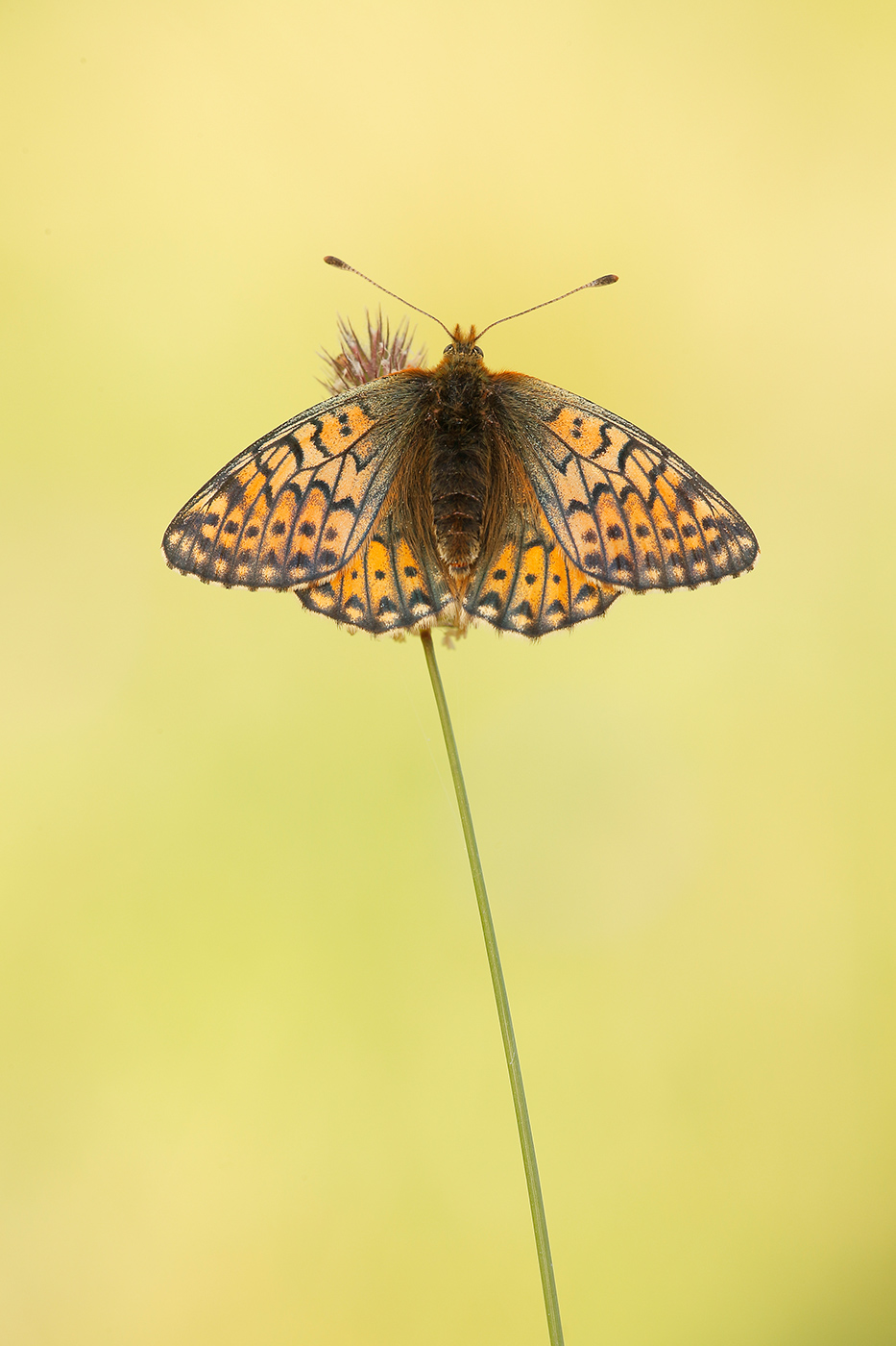 Ähnlicher Perlmutterfalter (Boloria napaea)