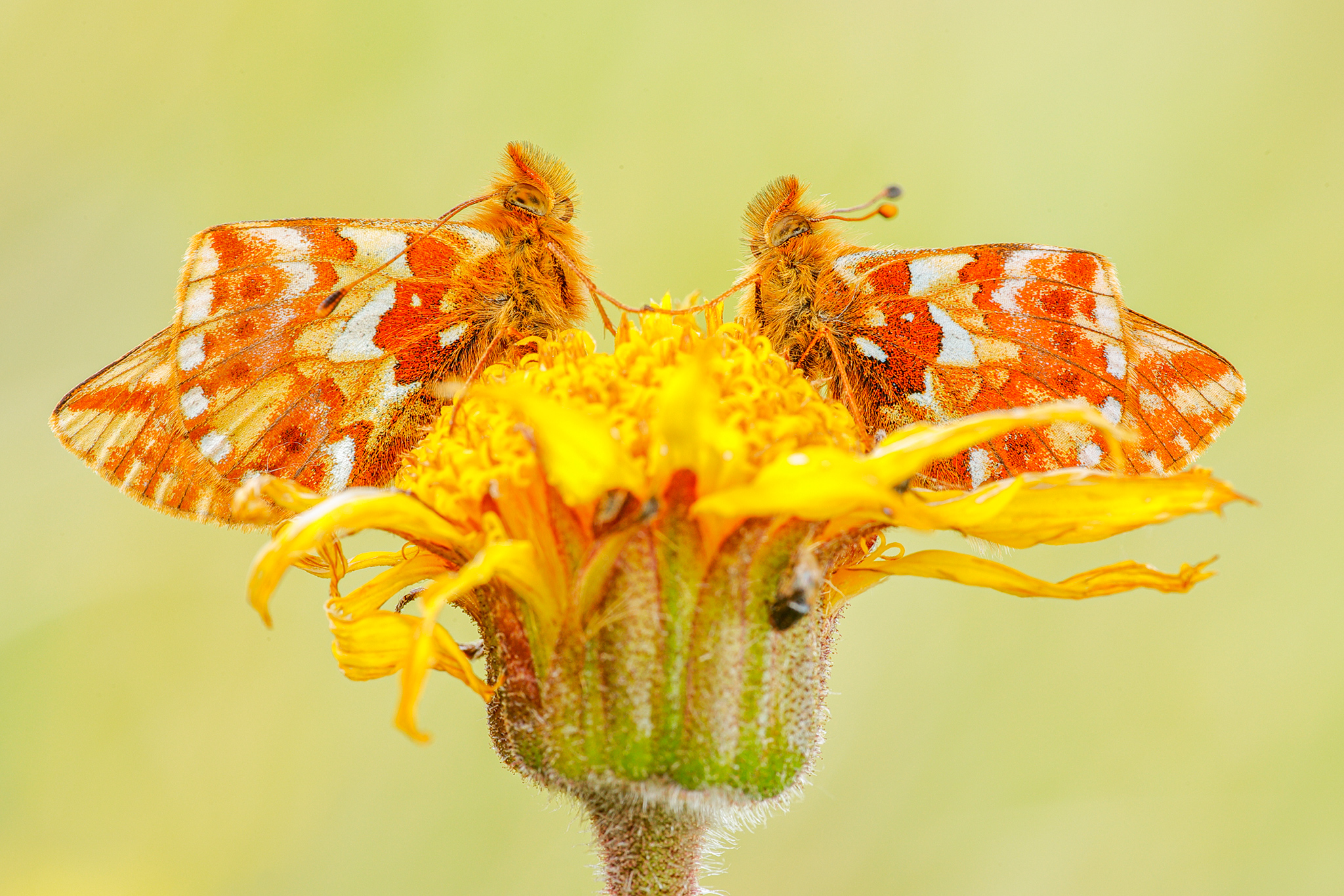 Alpenmatten-Perlmuttfalter (Boloria pales)