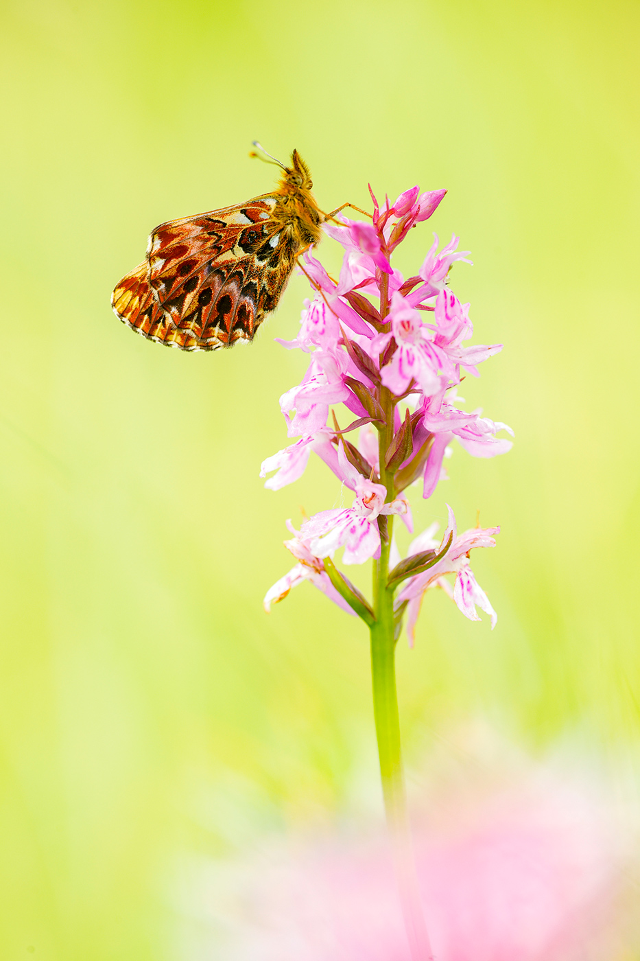 Natterwurz-Perlmuttfalter (Boloria titania)