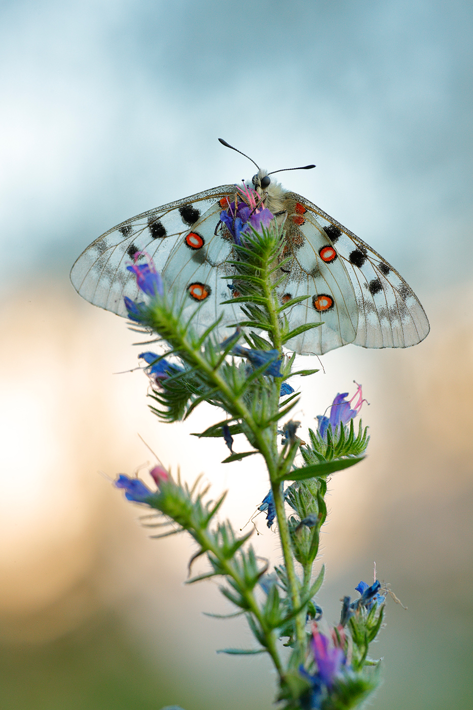 Apollofalter, Roter Apollo (Parnassius apollo)