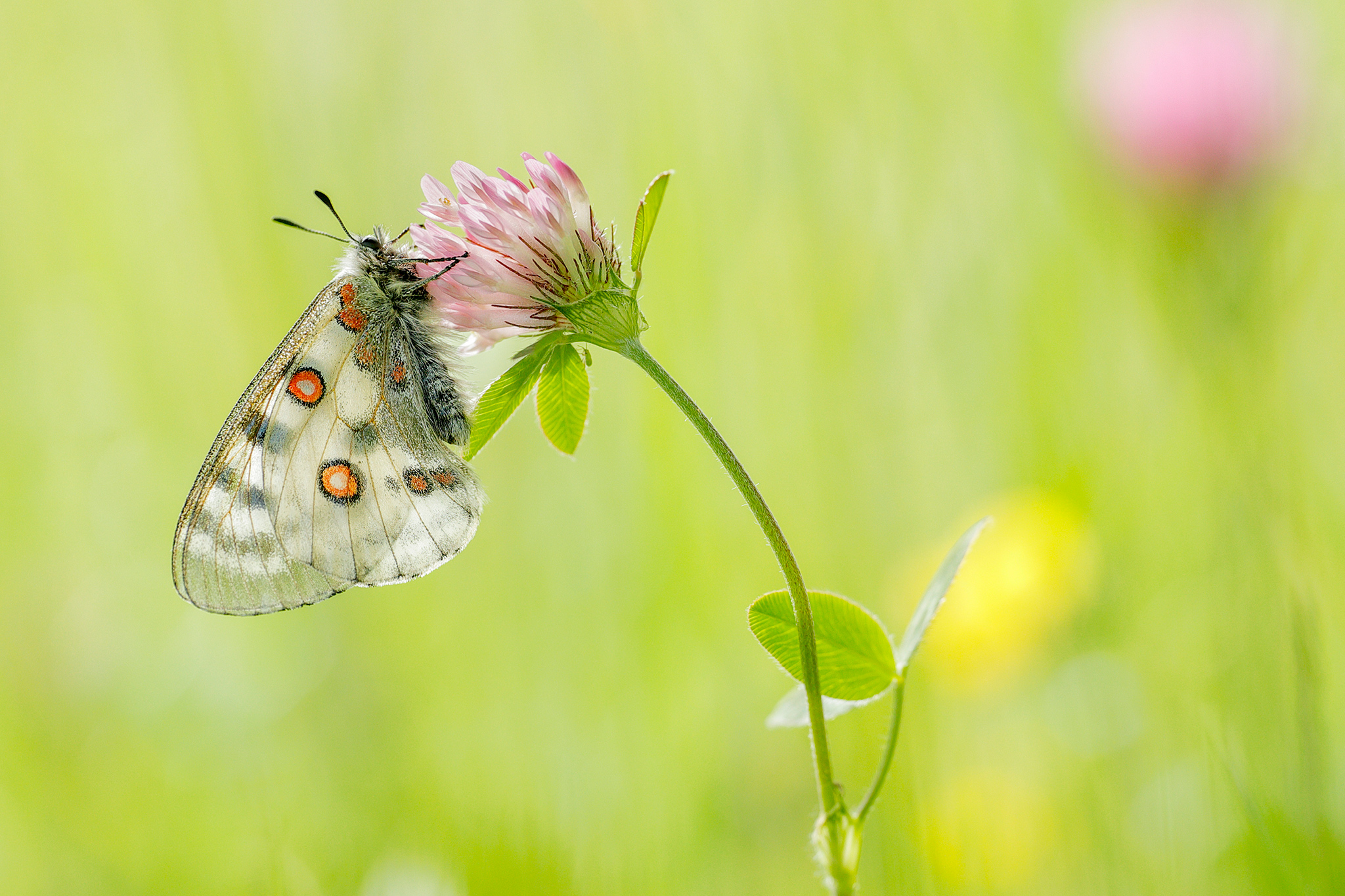 Apollofalter, Roter Apollo (Parnassius apollo)