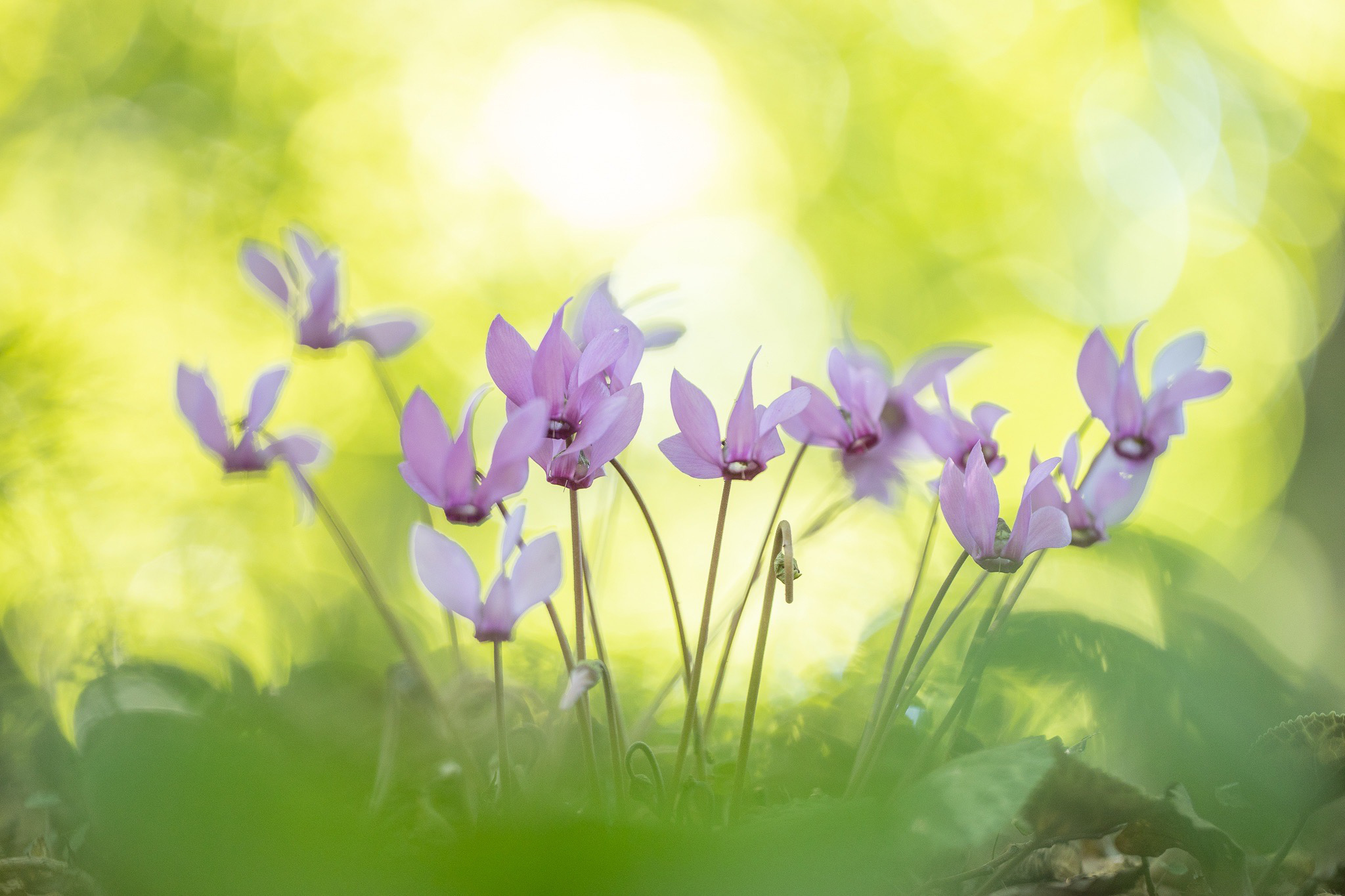 Europäische Alpenveilchen (Cyclamen purpurascens)