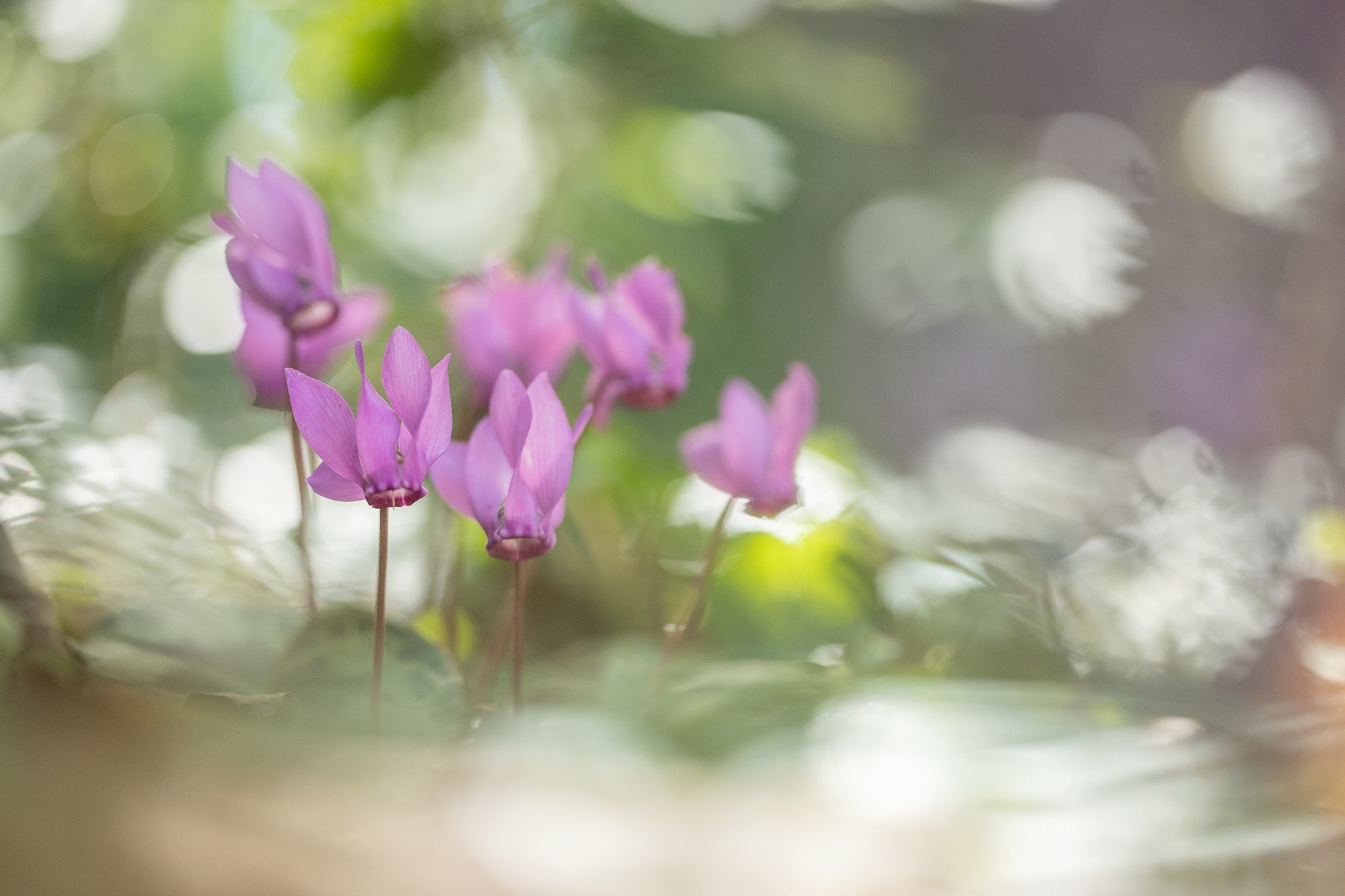 Europäische Alpenveilchen (Cyclamen purpurascens)