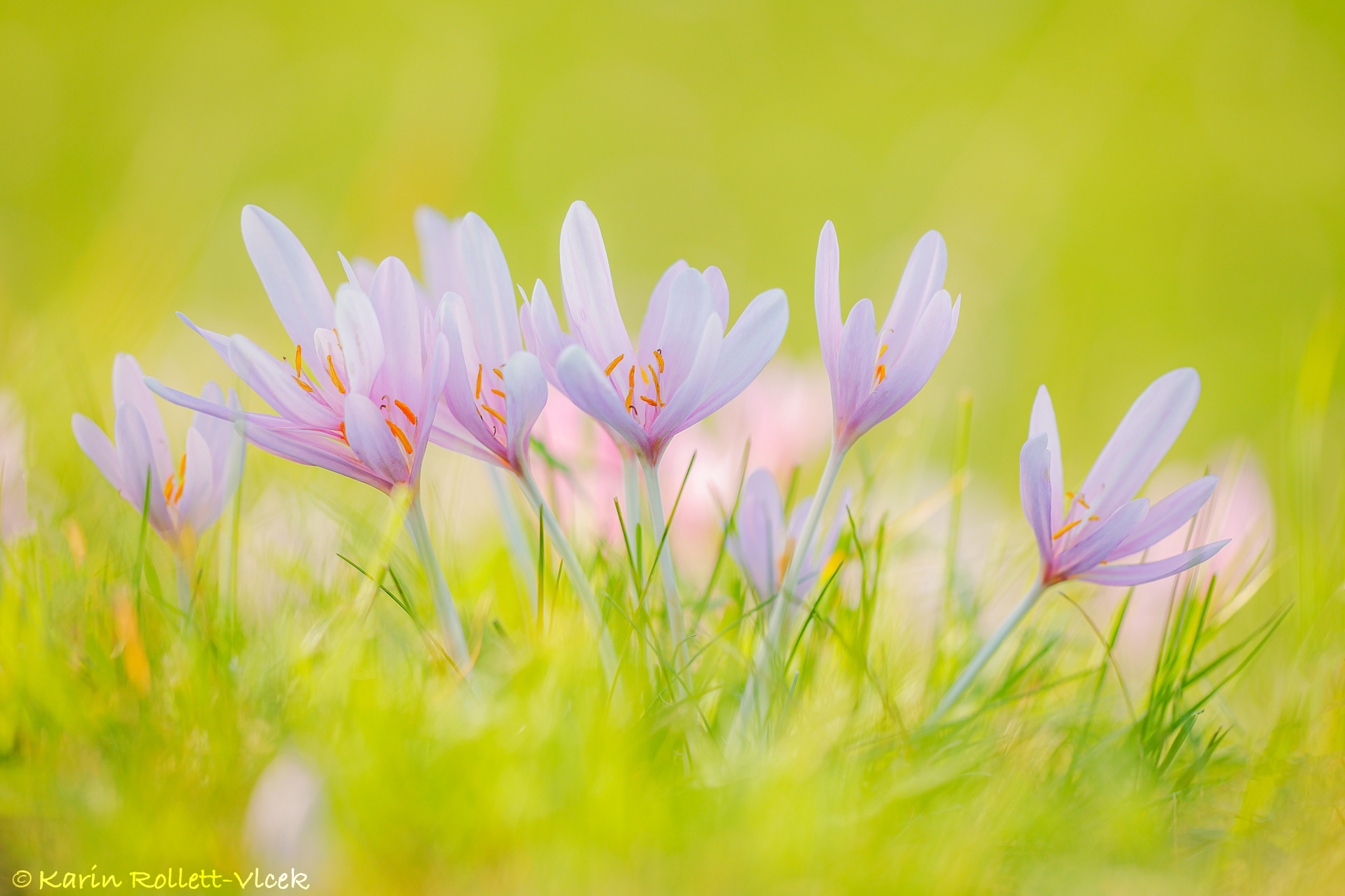 Herbstzeitlose (Colchicum autumnale)