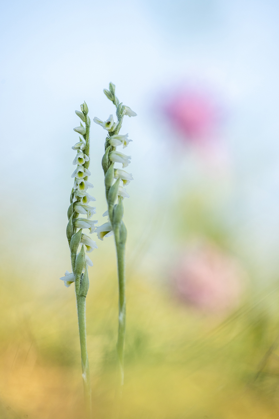 Herbst-Drehwurz (Spiranthes spiralis)