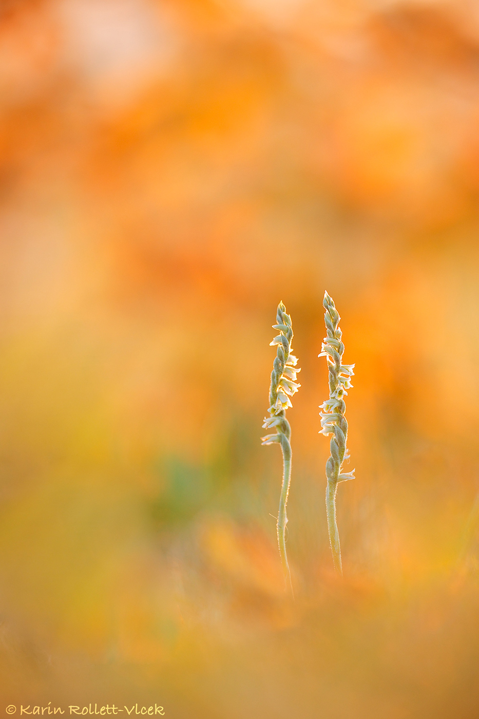 Herbst-Drehwurz (Spiranthes spiralis)