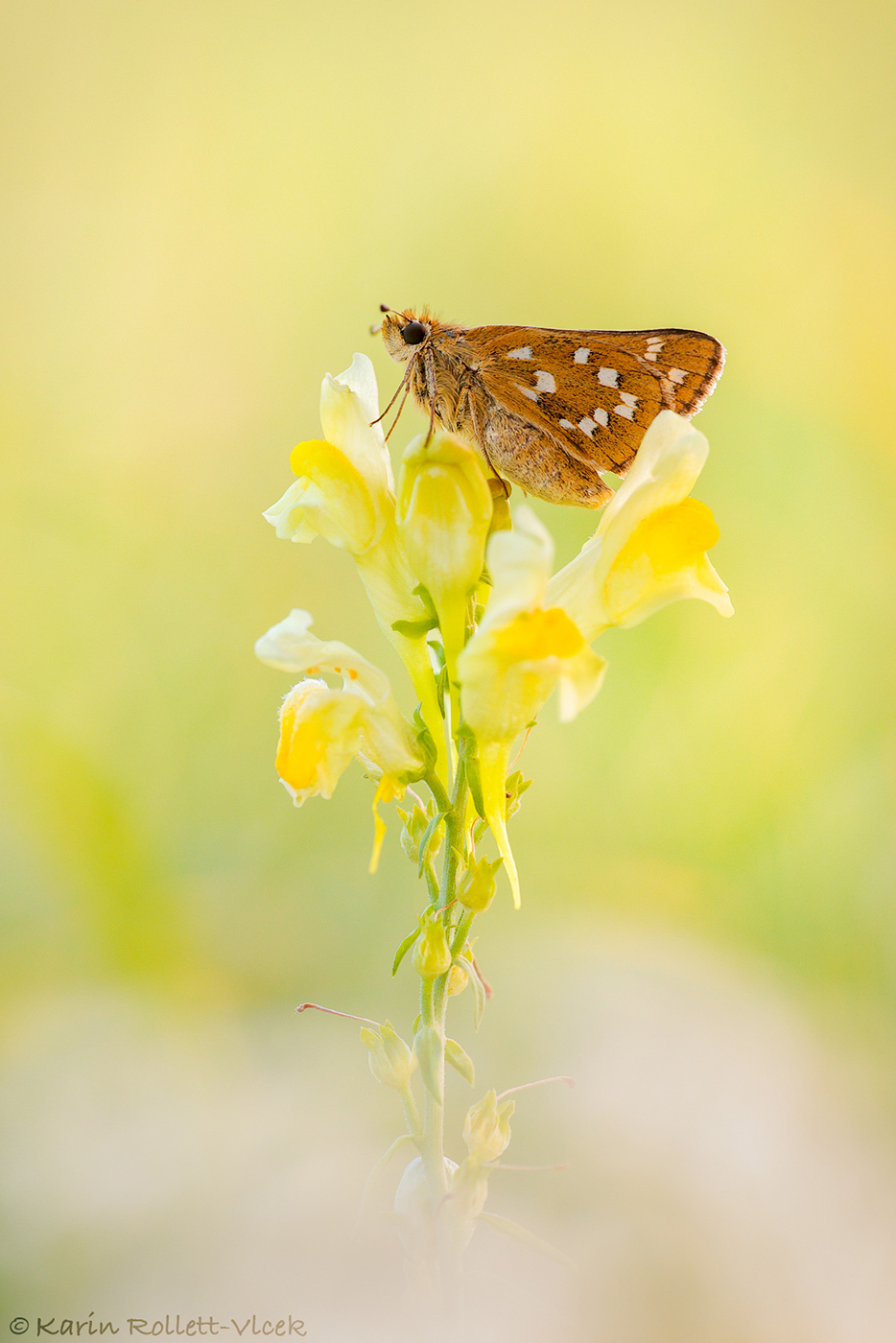 Hesperia comma (Komma-Dickkopffalter)