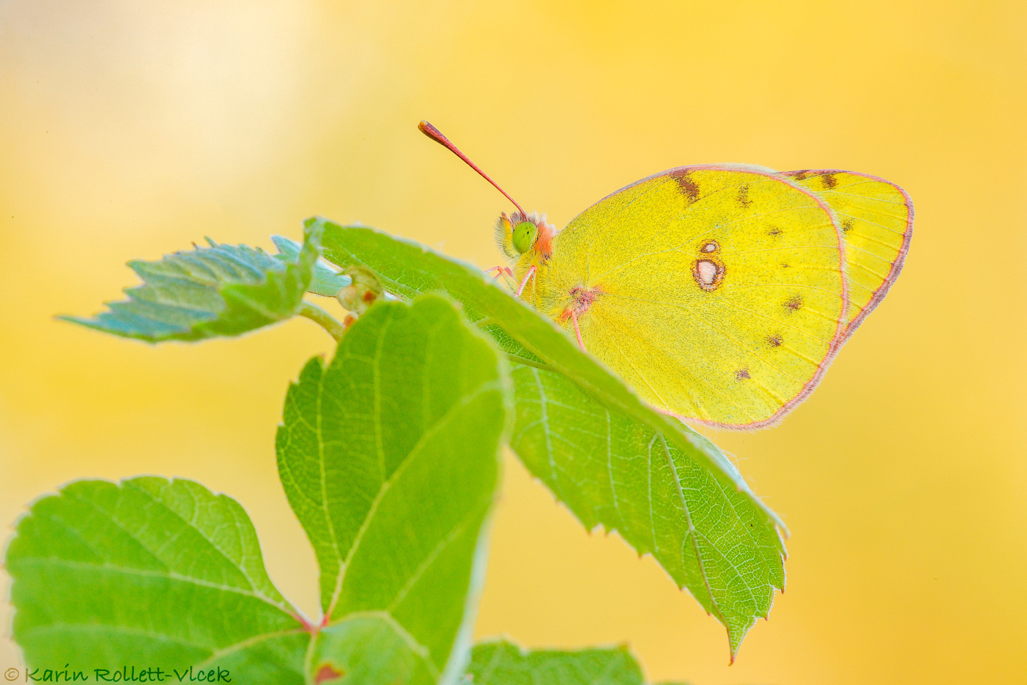 Postillion (Colias croceus)