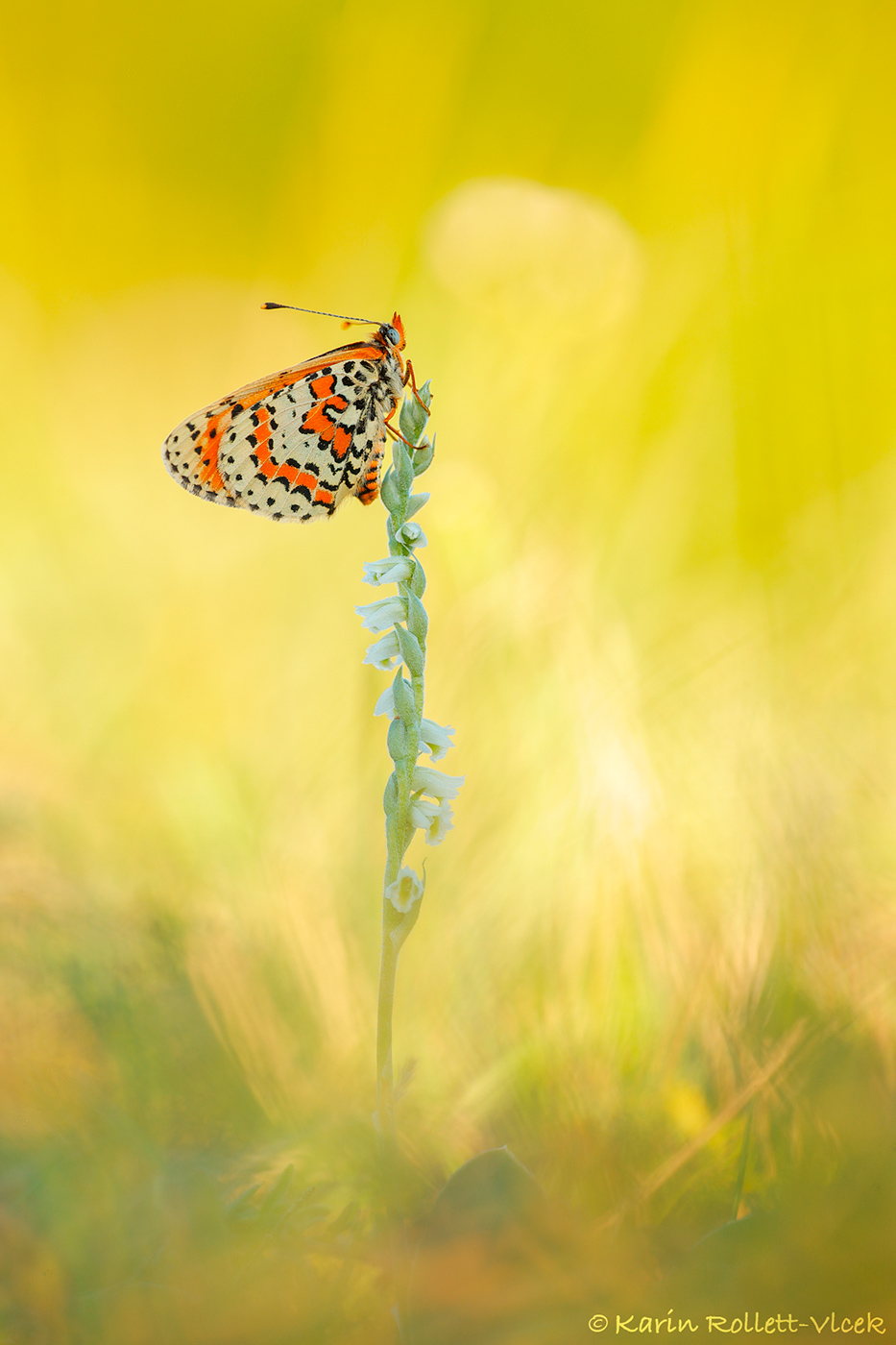 Roter Scheckenfalter (Melitaea didyma) auf Herbst-Drehwurz (Spiranthes spiralis)