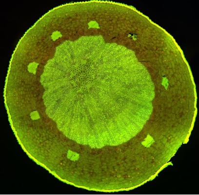 Spross: Acriflavin FL EC Plan Neofluar 5x