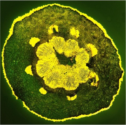 Spross: Astrablau-Safranin FL EC Plan Neofluar 5x