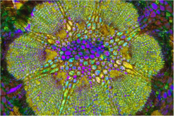 Spross: W3AsimIII POL CZJ Planapochromat 12,5x (0,8x) + λ/4